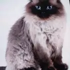 هرة الهملايا