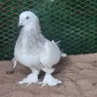 ذكور حمام تركي
