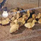 صوص بط بكيني سوبر جامبو