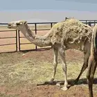 بكرة مفرودة