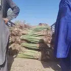 مقول نخل وشبوك