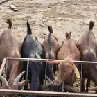 تيوس ذبايح مناسبات مندي فل شحم