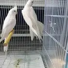 زوج كروان البينو منتج