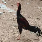 ديك ...سندي