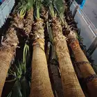 نخل وشنطني زينه وزيتون معمر