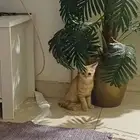 قطط صغيرة