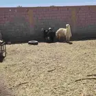 غنم نجد للبيع خاروف ورخلتين البيع الحاضر الناظرلااشرط شيء