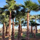 نخل واشنطني زينه امريكي جميع انواع المقاسات