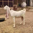 عنزين هولندية طيبة وجروم طيبة مضاريع شرط