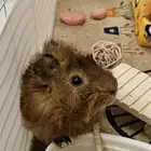 وبر غيني للبيع