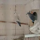 طيور روز منتج للبيع