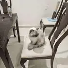 قط هيمالايا شوكليت