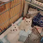 قطط كيتن شيرازي