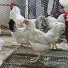 دجاج لوهمان