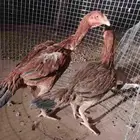 دجاج باكستاني سندي أعمارهم 7 شهور
