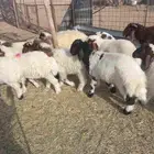 للبيع خرفان نعيم طيبات شعره وطرف العدد 15 فيهن 4 رخال فقط