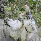 دجاج براهم كولمبي