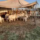 غنم حريات العدد 12 بالفحل