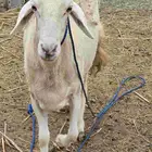 صباح قوز الجعافرة