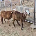 طليان سواكن مع التوصيل