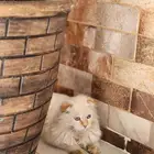 قطه سكوتش فولد أنثى