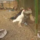 دجاج باكستاني للبيع