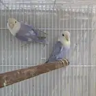 للبيع زوج روز ذكر ماربل و الانثى سينمون سبلت ماربل
