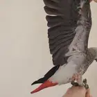 فرخ كاسكو طفره سوبر جامبو ((تم البيع))