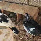 بط ذكور