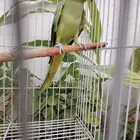 ذكر دره منتج