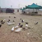 حمام قطايف قلاب بالمجاردة