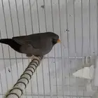 جوزين زيبرا مكس انجلش