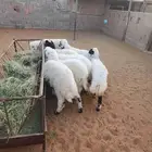 طليان و خال للبيع