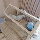 دجاج للبيع العمر اسبوعين