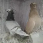 زوج حمام