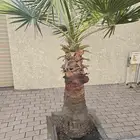 عدد 5 اشجار واشنطنيا من متر ونصف وعلى السوم والبيع سمح