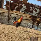 دجاج عربي للبيع