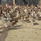 دجاج بلدي بياض