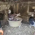 جوز تركي طواقي