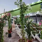 زرع طبيعي وتيل طبيعي وشبكات ري