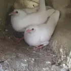 زغالين فرنسي