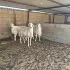 فحول حريه منتجه شرط القريع