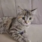 قطه انثى للتبني