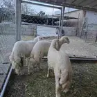 ثلاثه طليان 5 شهور