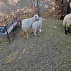 حريه معها رخل بريده