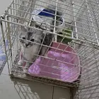 قط شيرازي للتبني