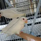 فروخ روز