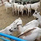 اللي يدور تيوس وبرابر مرابي جملة بسعر ممتاز عندنا