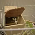 أنثى روز منتجه للبيع