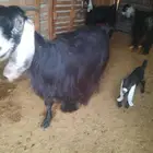 معزا العدد 16 الموليد6 معهن 9 الباقي دفيع